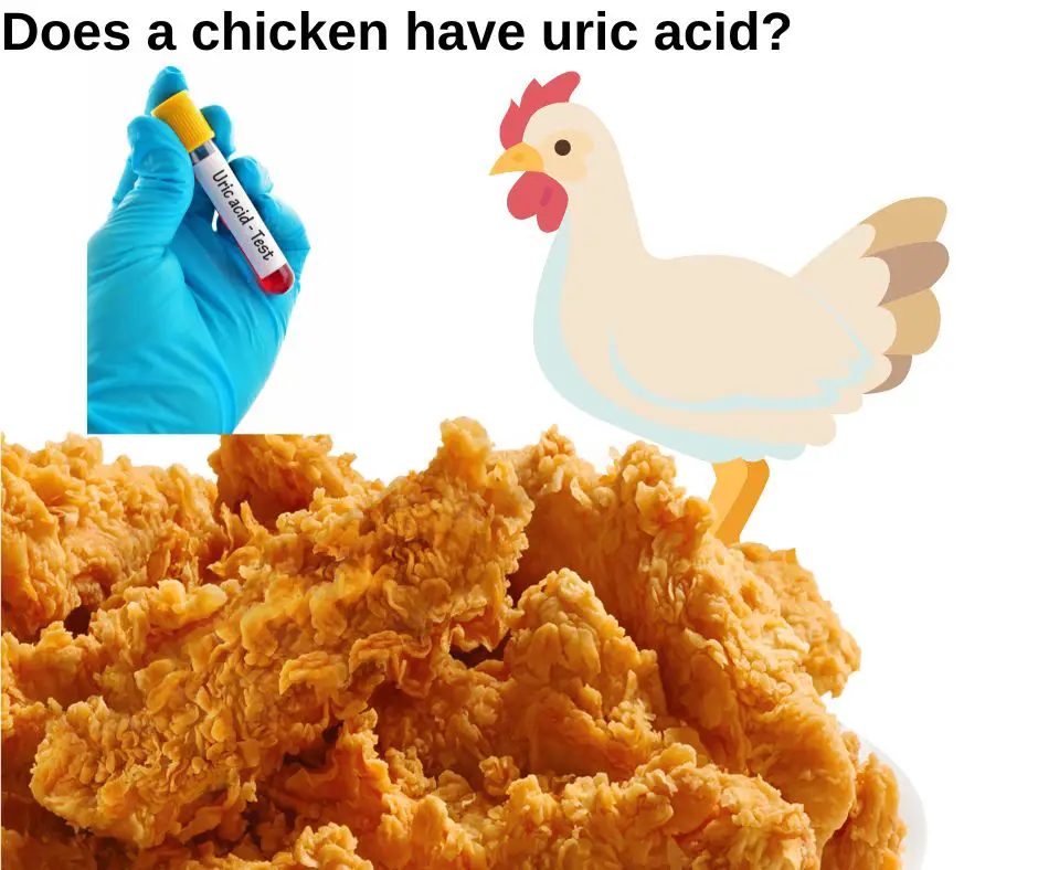 Does a chicken have uric acid?